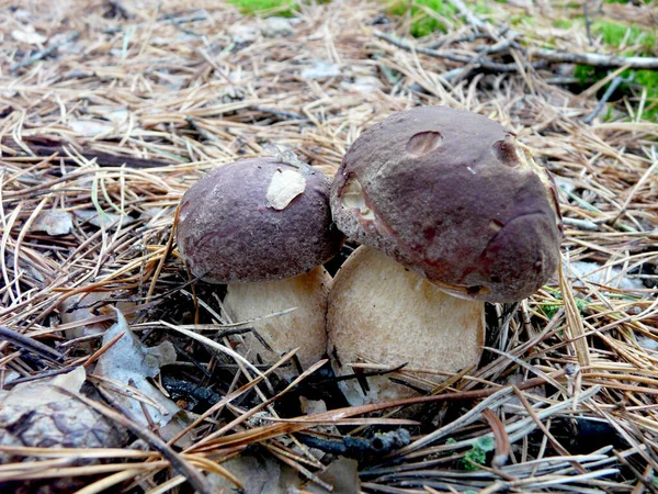 Ceps Pine Forest — Stock Photo, Image