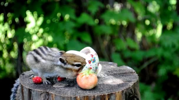 Próxima Visita Una Ardilla Silvestre Sus Amigos Bosque Casa Campo — Vídeo de stock