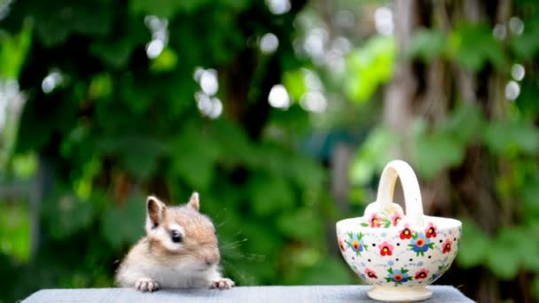 Příští Návštěva Divokého Chipmunka Jeho Přátel Lese Chalupě — Stock video