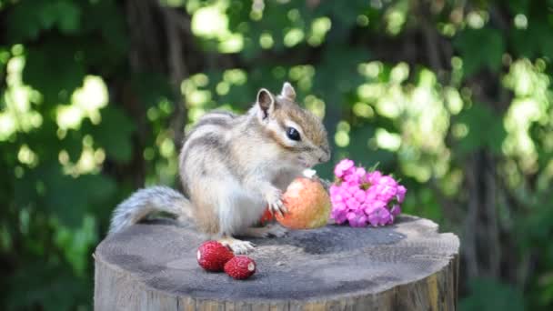 Příští Návštěva Divokého Chipmunka Jeho Přátel Lese Chalupě — Stock video