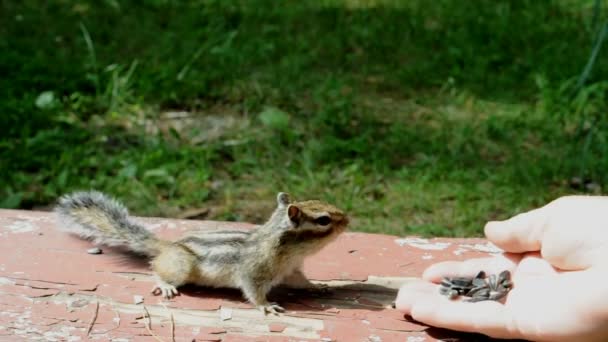 Próxima Visita Esquilo Selvagem Mas Amigável Sociável Para Seus Amigos — Vídeo de Stock