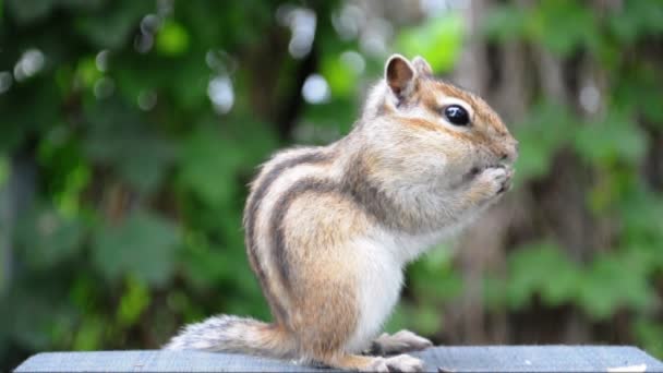 Příští Návštěva Divokého Chipmunka Jeho Přátel Lese Chalupě — Stock video