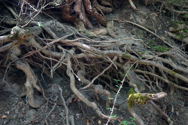 克里米亚半岛山区一条森林路上的树根 — 图库照片
