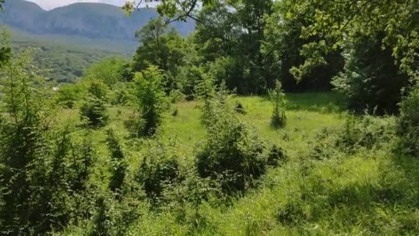 Paisaje Con Árboles Montañas Península Crimea — Vídeo de stock
