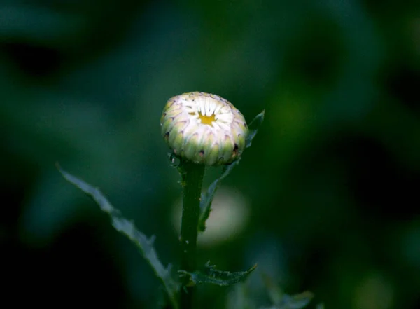 Fiatal Százszorszép Virág Közelkép Zöld Háttér — Stock Fotó