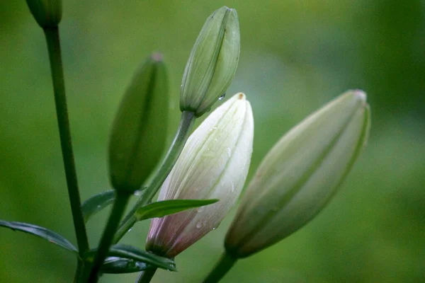 Lírio Botões Flores Close Fundo Verde — Fotografia de Stock