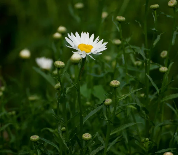 Närbild Kamomillblommor Och Blomknoppar — Stockfoto