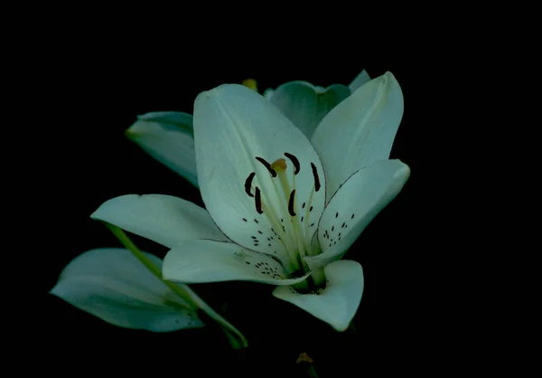 Flor Lirio Lat Llium Primer Plano Sobre Fondo Oscuro — Foto de Stock