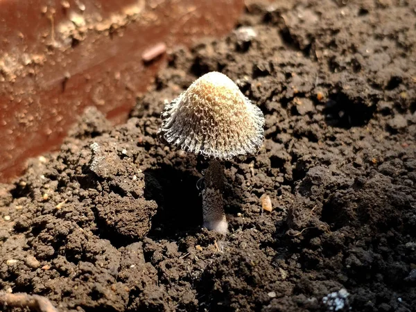 Small Fungus Coprinellus Dispminatus Closeup — Stock Photo, Image