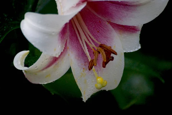 Lily Virág Közelkép Egy Sötét Háttér — Stock Fotó