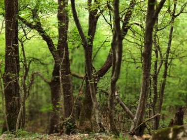 Kırım yarımadasında bir dağın eteklerinde ağaçlar