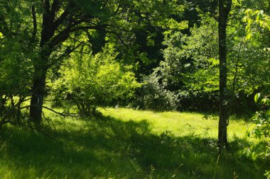Kırım yarımadasının dağlarındaki ormanlarda güneşli yerler
