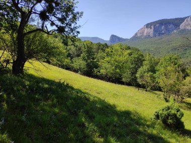 Kırım yarımadasının dağlarındaki ormanlarda güneşli yerler