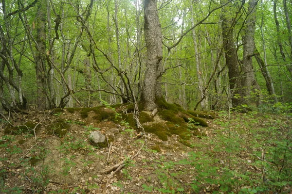 Trees Trail Mountains Crimean Peninsula — Stock Photo, Image