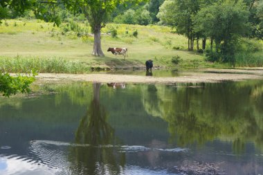 Kırım yarımadasının dağlık kesiminde yaz manzarası