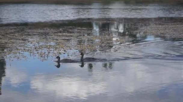 Canetons adultes frolic sur le lac