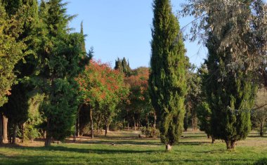 Kırım Yarımadası. Selvi ağaçlı park