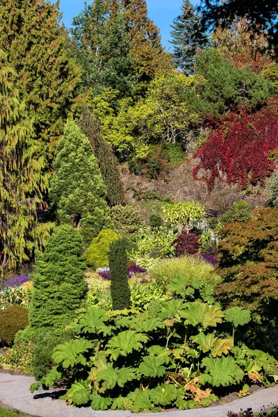 Queen Elizabeth Park Vancouver Virágzó Színes Virágágyások Városligetben Gyönyörű Természeti — Stock Fotó