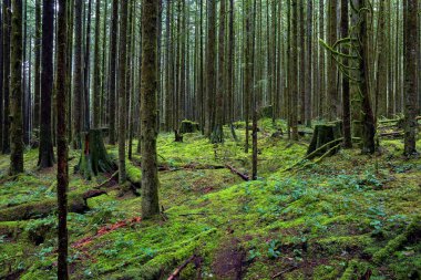 Islak orman, ağaçların gövdeleri ve arazi yeşil yosun ile kaplıdır. Bir ada nerede güzergahları dışındaki her şey ıslak yosun kaplı bir peri orman. 