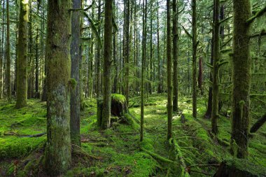 Islak orman, ağaçların gövdeleri ve arazi yeşil yosun ile kaplıdır. Bir ada nerede güzergahları dışındaki her şey ıslak yosun kaplı bir peri orman. 