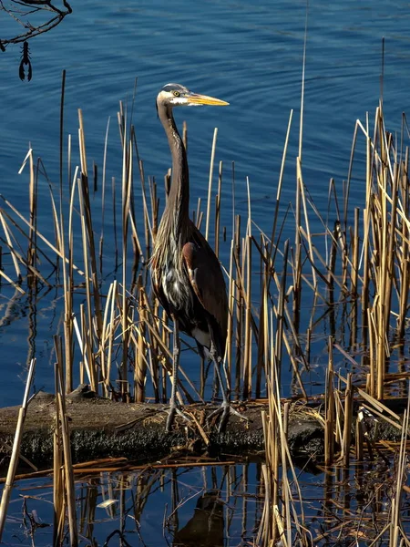 Blue Heron Reeds Deer Lake City Burnaby Heron Stands Log — Stock Photo, Image