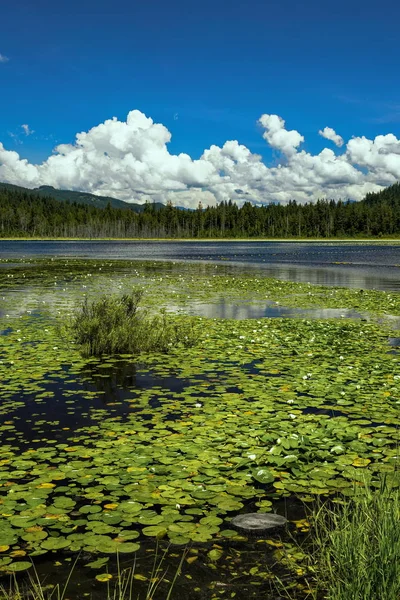 Jezero Whonnock Jezera Nedaleko Javorového Hřebene Lesní Jezero Pokryté Vodními — Stock fotografie