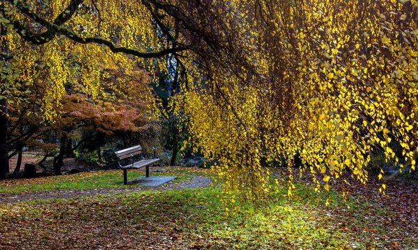 New Westminster City Dostluk Bahçe Parkı Sarı Yaprakları Ile Bir — Stok fotoğraf