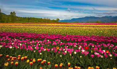 Tulip Festival at the background of skyline and mountain landscape , field of flowers - Popular opportunity is providing in April and May, close to Abbotsford City, British Columbia, Canada clipart