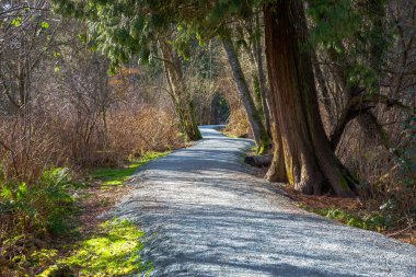 Sunny spring morning a walking footpath in woodland. This trail  has 10 kilometers of length  it laid around Burnaby Lake, located in the lowland  of Burnaby City one of parts of Greater Vancouver, British Columbia, Canada