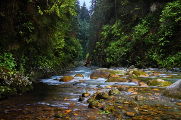 Lynn Creek Potok Protékající Kamenitým Dnem Úzkého Hlubokého Kaňonu Zarostlého — Stock fotografie