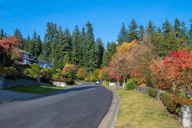 Sonbahar mevsimi bir yerleşim bölgesinde, yol kenarlarında sarı ağaçlar güzel bir muhitte evler, aile evleri Kuzey Vancouver, British Columbia, Kanada 'da bir yerleşim bölgesinde