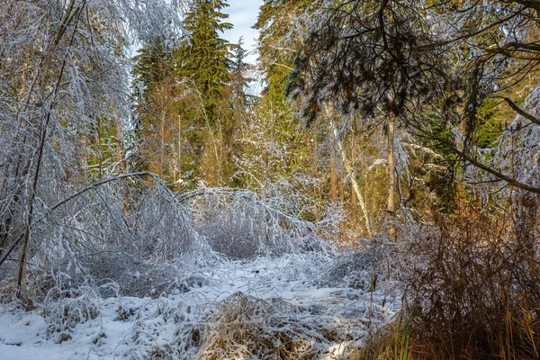Sonniger Herbsttag Nach Dem Ersten Schnee Novemberwald — Stockfoto