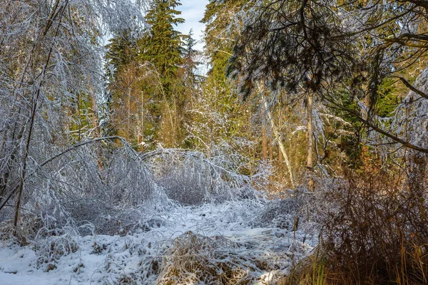 Zonnige Herfstdag Eerste Sneeuw Het Novemberbos — Stockfoto