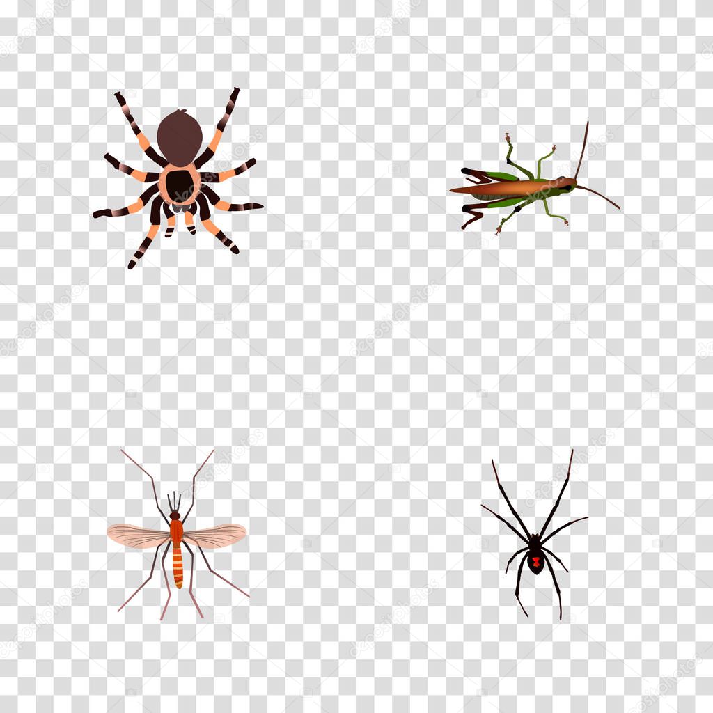 Set of insect realistic symbols with grasshopper, spider, mosquito and other icons for your web mobile app logo design.