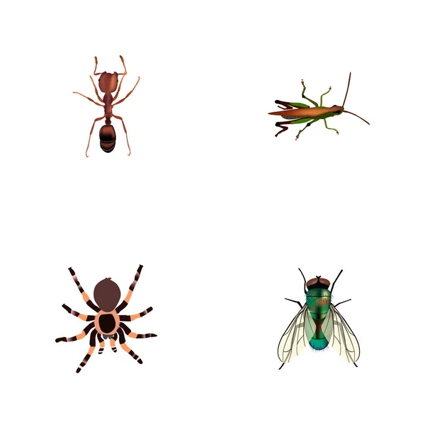 Zbiór owadów realistyczne symbole z osy, mrówki, czarna wdowa i inne ikony dla projektu logo mobilnych aplikacji sieci web. — Zdjęcie stockowe