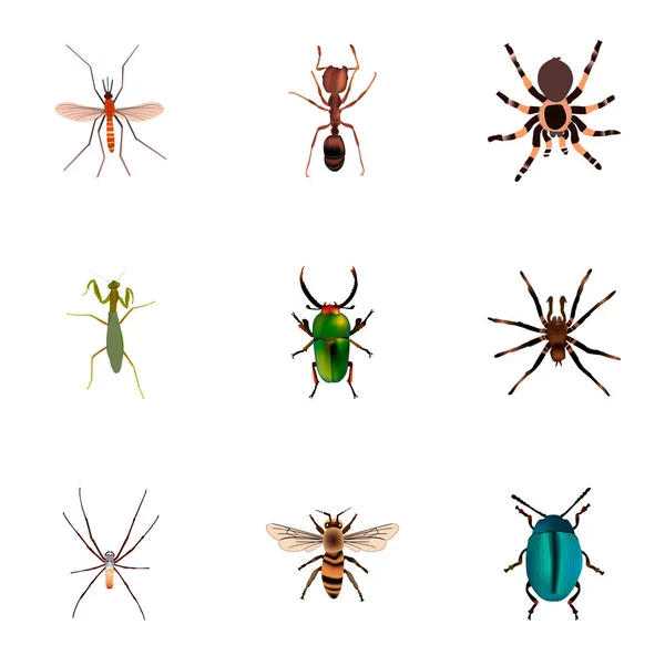 Set of bug realistic symbols with housefly, beetle, ant and other icons for your web mobile app logo design.