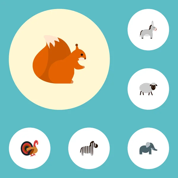 Набір піктограм зоології символів плоского стилю з індичкою, слоном, білкою та іншими піктограмами для дизайну логотипу вашого мобільного додатка . — стокове фото
