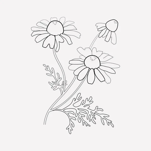 Chamomile icon line element. Vector illustration of chamomile icon line isolated on clean background for your web mobile app logo design. — Stock Vector