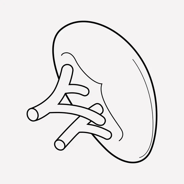 脾臓アイコン ライン要素。ウェブ モバイル アプリのロゴ デザインのきれいな背景に分離された脾臓アイコン ライン イラスト. — ストック写真