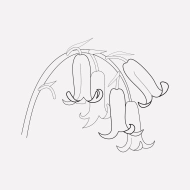 BlueBell simgesi line öğesi. Bluebell simgesi satır web mobil app logo tasarımı için temiz arka plan üzerinde izole vektör çizim.