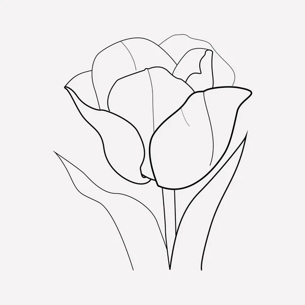 Elemen baris ikon tulip. Ilustrasi vektor dari garis ikon tulip terisolasi di latar belakang yang bersih untuk desain logo aplikasi seluler Anda . - Stok Vektor