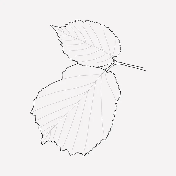 Elemento de línea de icono de hoja de avellana. Ilustración vectorial de la línea de iconos de hoja de avellana aislada en un fondo limpio para el diseño del logotipo de su aplicación móvil web . — Vector de stock