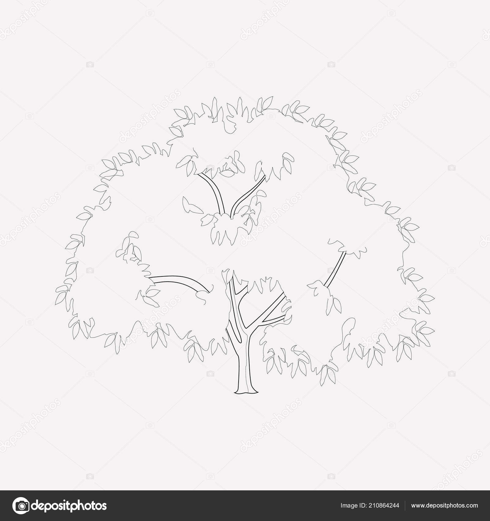 Walnut Tree Drawing