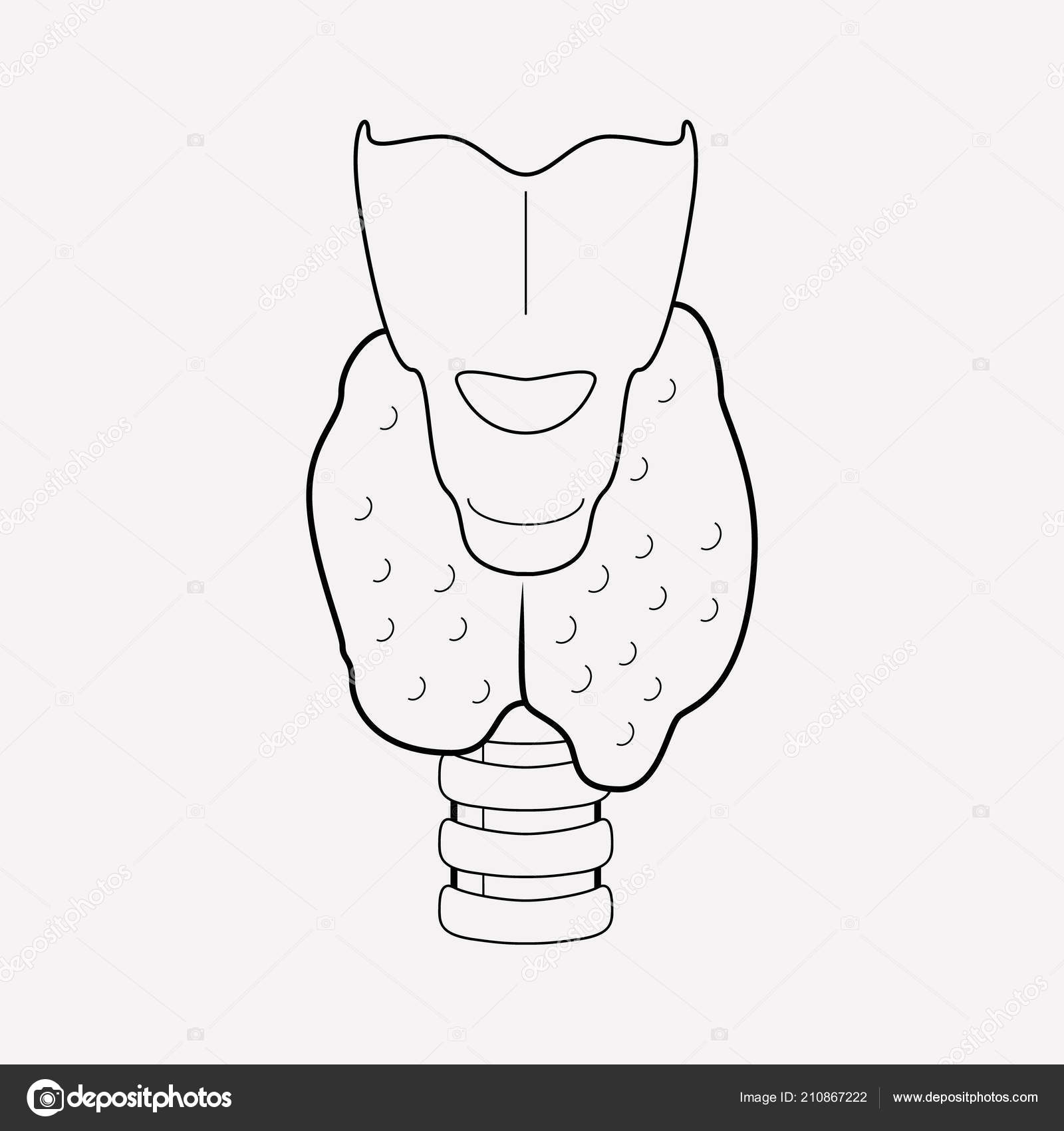 Elemento de linha do ícone da tireóide. Ilustração vetorial da linha de  ícone da tireóide isolada no fundo limpo para o design do logotipo do  aplicativo móvel da web . Vetor de ©, image size:1600x1700