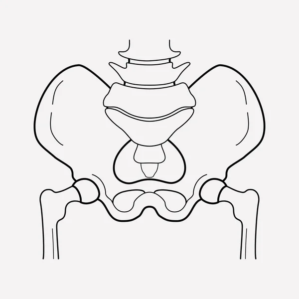 Elemento de linha de ícone da pelve. Ilustração vetorial da linha de ícone da pelve isolada no fundo limpo para o design do logotipo do aplicativo móvel da web . — Vetor de Stock