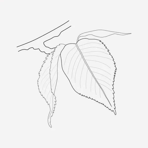Елемент лінії значка листя Сакура. Векторні ілюстрації лінії значка листя сакури ізольовані на чистому фоні для дизайну логотипу вашого мобільного додатку . — стоковий вектор