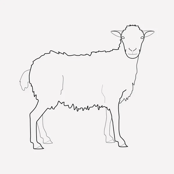 Elemento de linha de ícone de ovelha. Ilustração vetorial da linha de ícones de ovelha isolada no fundo limpo para o design do logotipo do aplicativo móvel da web . — Vetor de Stock