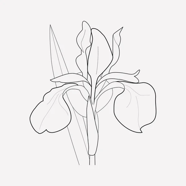 Iris simgesi line öğesi. Iris simgesi satır web mobil app logo tasarımı için temiz arka plan üzerinde izole vektör çizim. — Stok Vektör