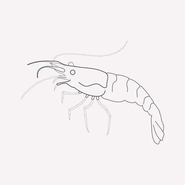 Shrimp icon line element. Vector illustration of shrimp icon line isolated on clean background for your web mobile app logo design. — Stock Vector
