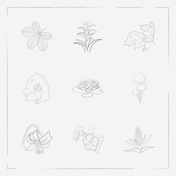 Conjunto de símbolos de estilo de linha de ícones de plantas com lírio exuberante, tigre, aloe vera e outros ícones para o design do logotipo do seu aplicativo móvel web . — Vetor de Stock